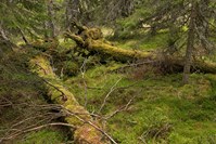 To døde grantrær på bakken med mose på inne i en granskog.