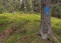 Bilde av en blåmerka sti i en eldre skog på et høydedrag. På bildet ser vi også et treskilt hvor det står Kjølberget 705 moh.
